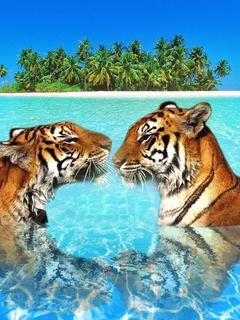 Animal Wallpapers 0016